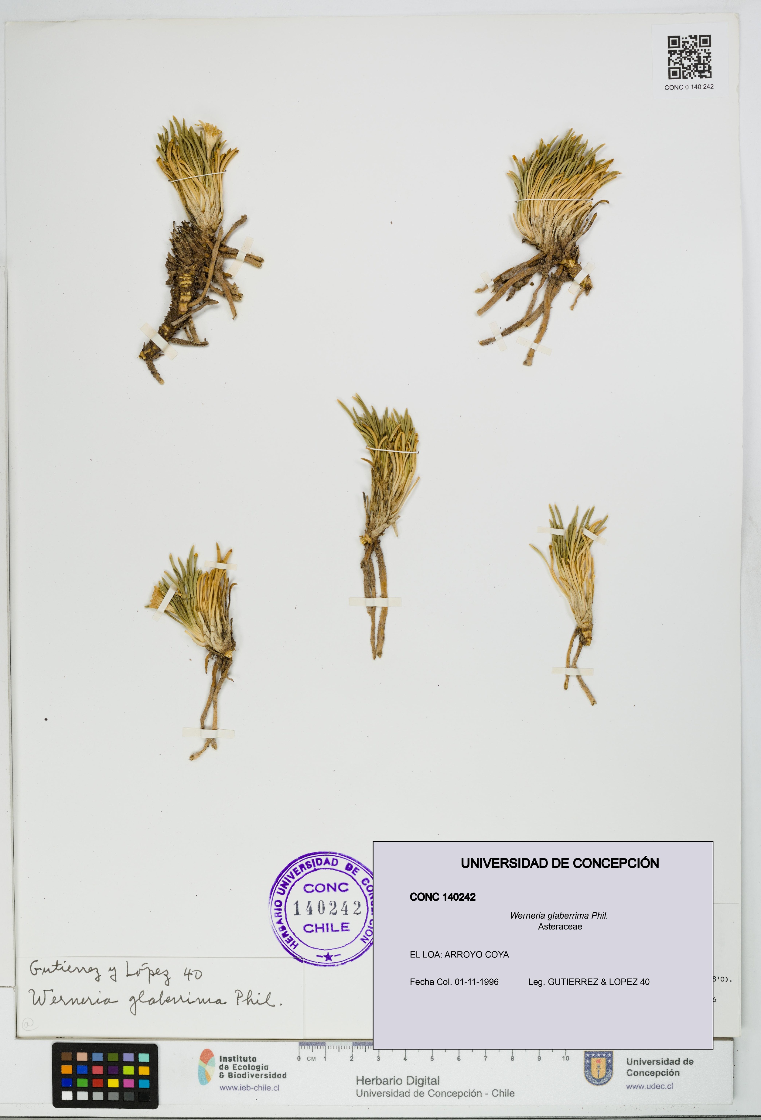 Werneria glaberrima [Espécimen: UDEC:CONC:0140242]