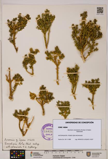 Baccharis tola [Espécimen: UDEC:CONC:0140244]