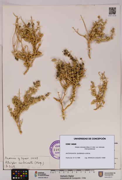 Atriplex imbricata [Espécimen: UDEC:CONC:0140245]