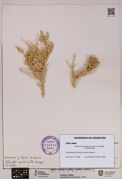 Atriplex imbricata [Espécimen: UDEC:CONC:0140246]
