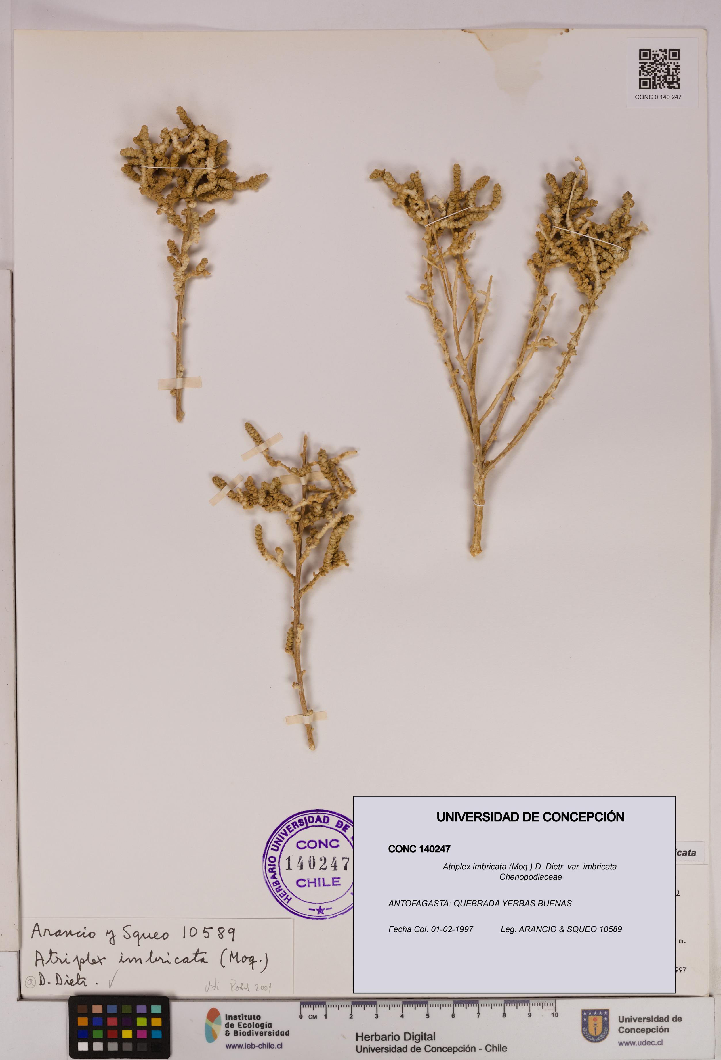 Atriplex imbricata [Espécimen: UDEC:CONC:0140247]