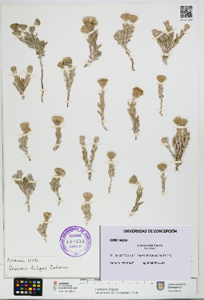 Senecio helgae [Espécimen: UDEC:CONC:0140250]