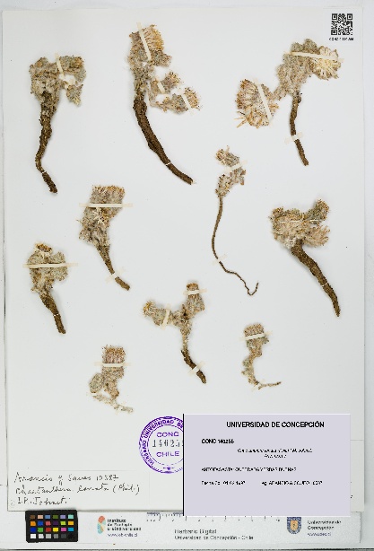 Chaetanthera lanata [Espécimen: UDEC:CONC:0140255]