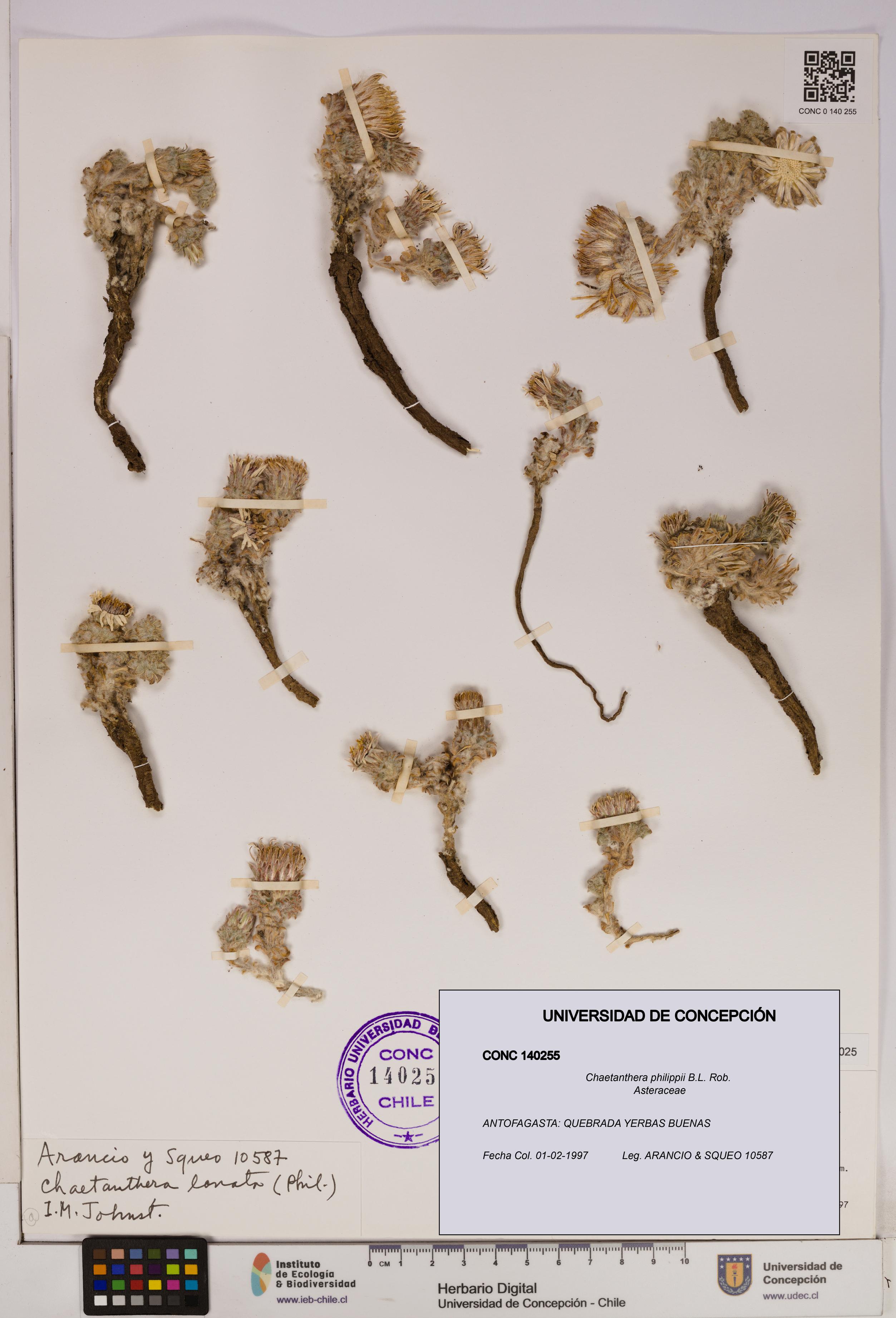 Chaetanthera philippii [Espécimen: UDEC:CONC:0140255]