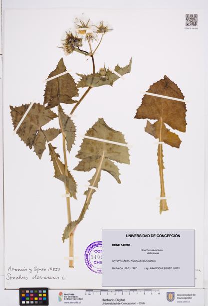 Sonchus oleraceus [Espécimen: ]