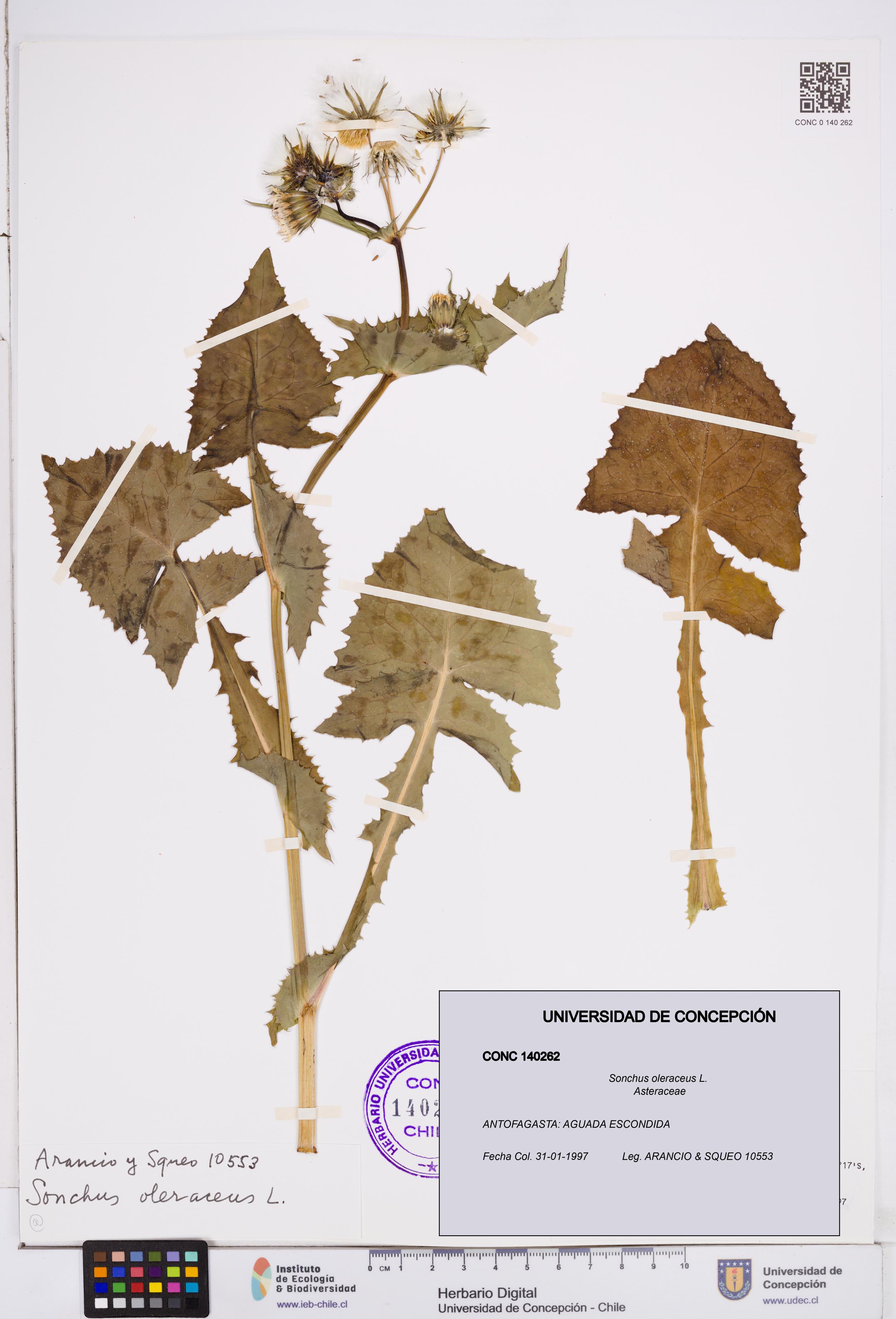 Sonchus oleraceus [Espécimen: ]