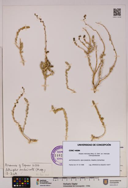 Atriplex imbricata [Espécimen: UDEC:CONC:0140264]