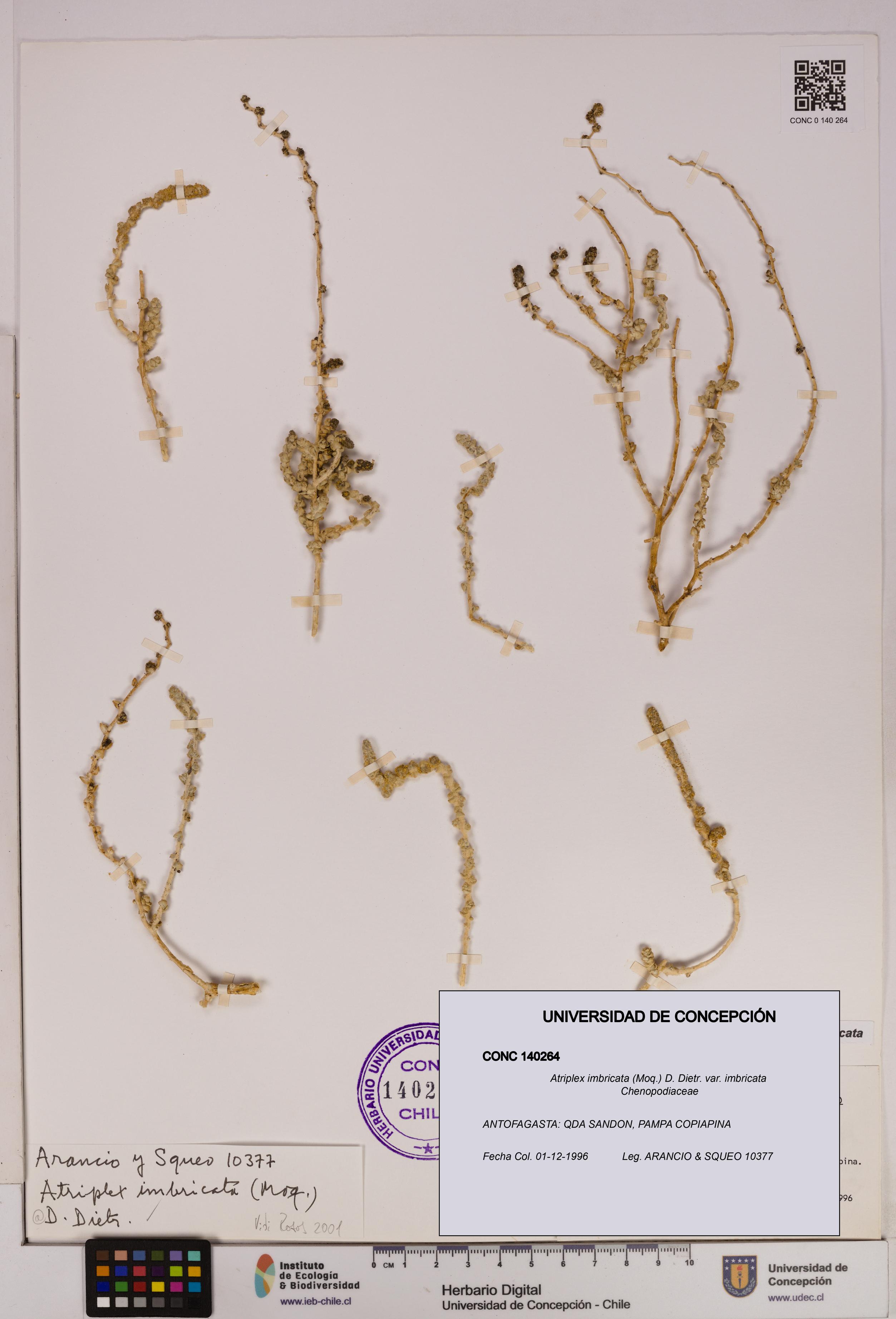 Atriplex imbricata [Espécimen: UDEC:CONC:0140264]