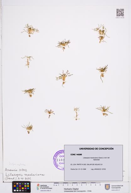 Lilaeopsis macloviana [Espécimen: ]