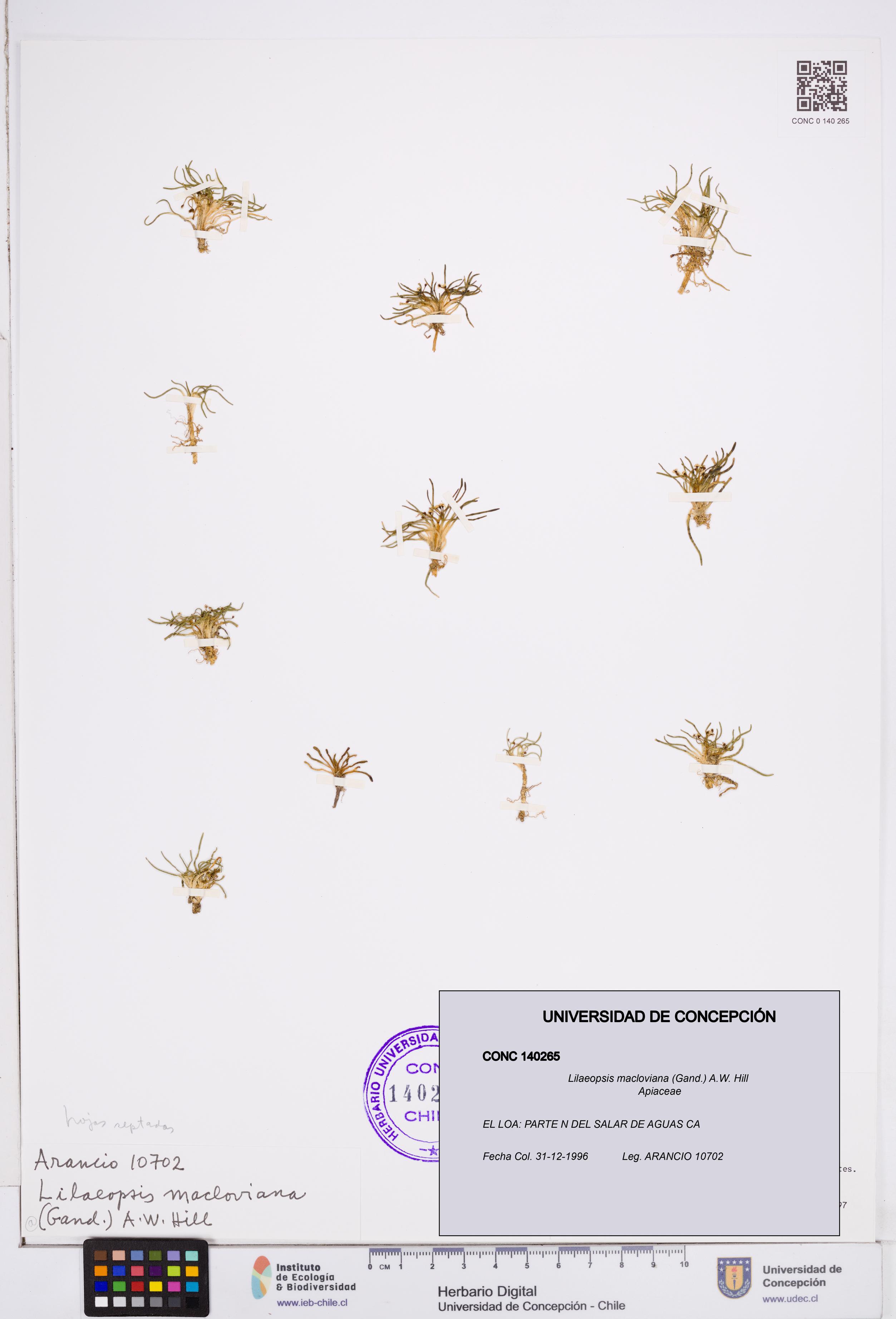 Lilaeopsis macloviana [Espécimen: ]