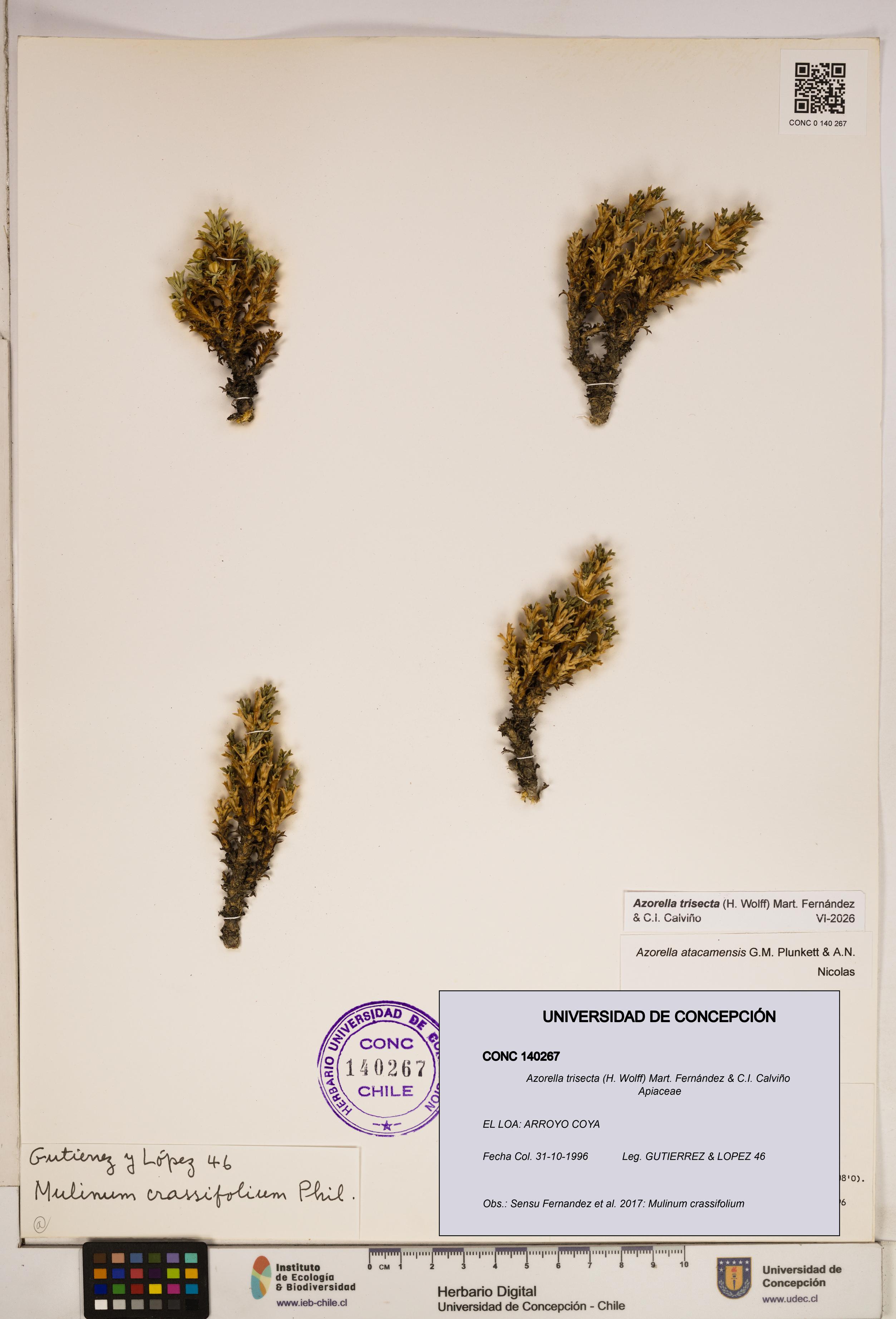 Azorella trisecta [Espécimen: ]