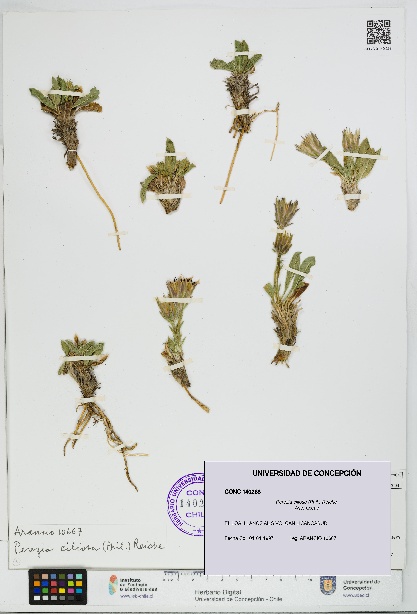 Perezia ciliosa [Espécimen: UDEC:CONC:0140268]