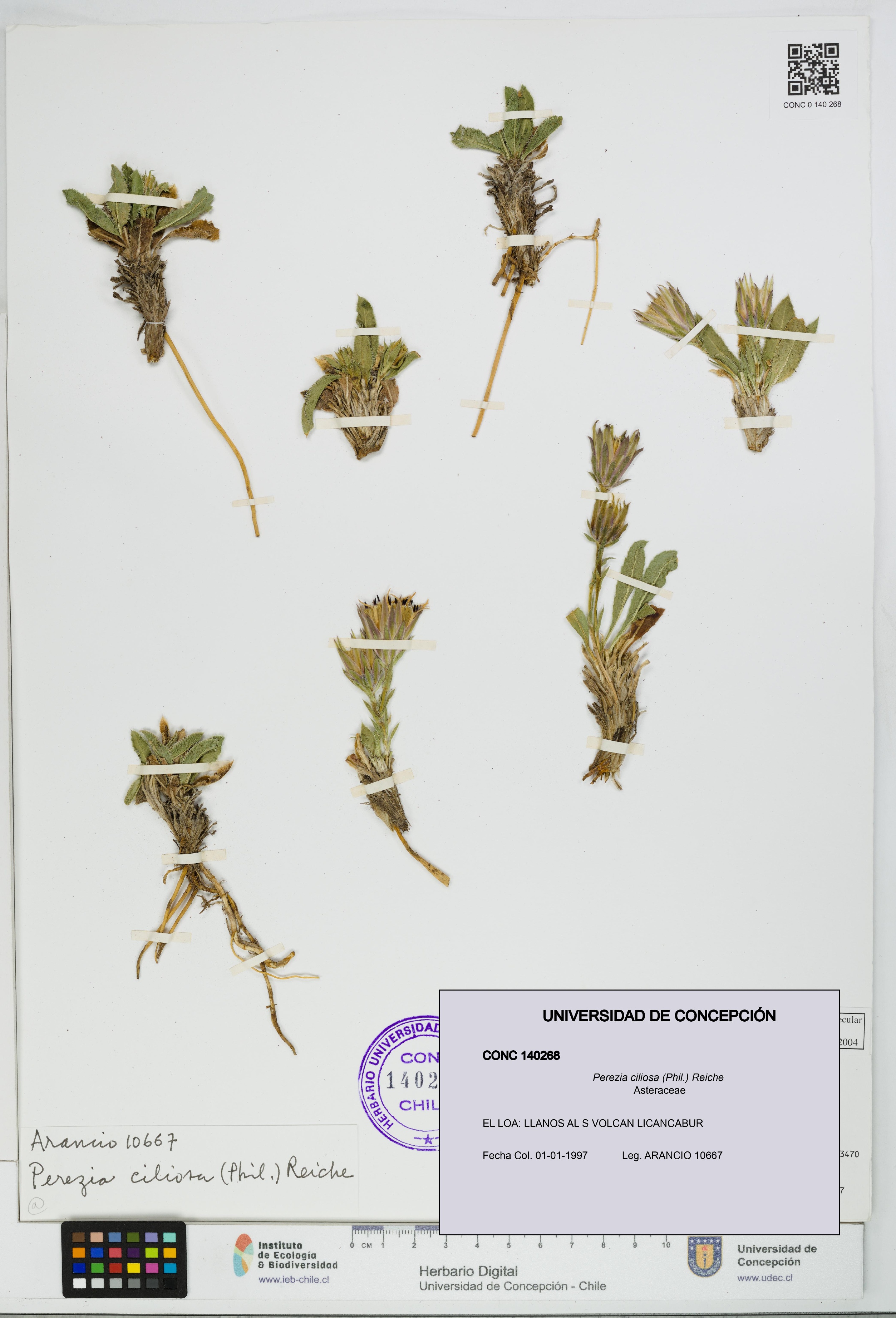 Perezia ciliosa [Espécimen: UDEC:CONC:0140268]