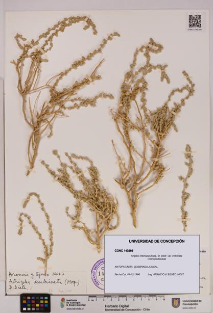 Atriplex imbricata [Espécimen: UDEC:CONC:0140269]