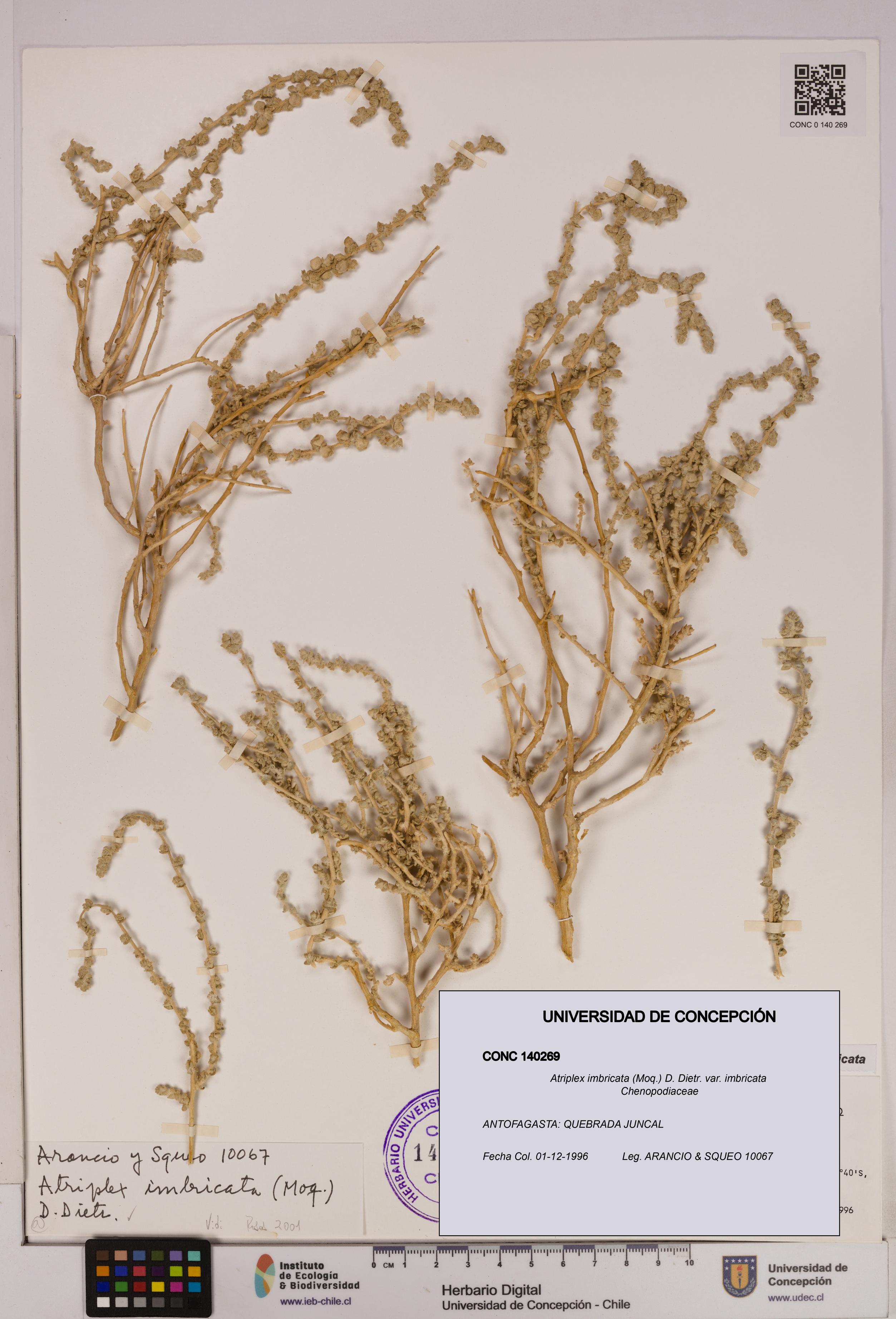 Atriplex imbricata [Espécimen: UDEC:CONC:0140269]