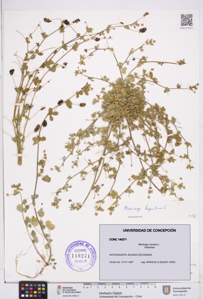 Medicago lupulina [Espécimen: ]