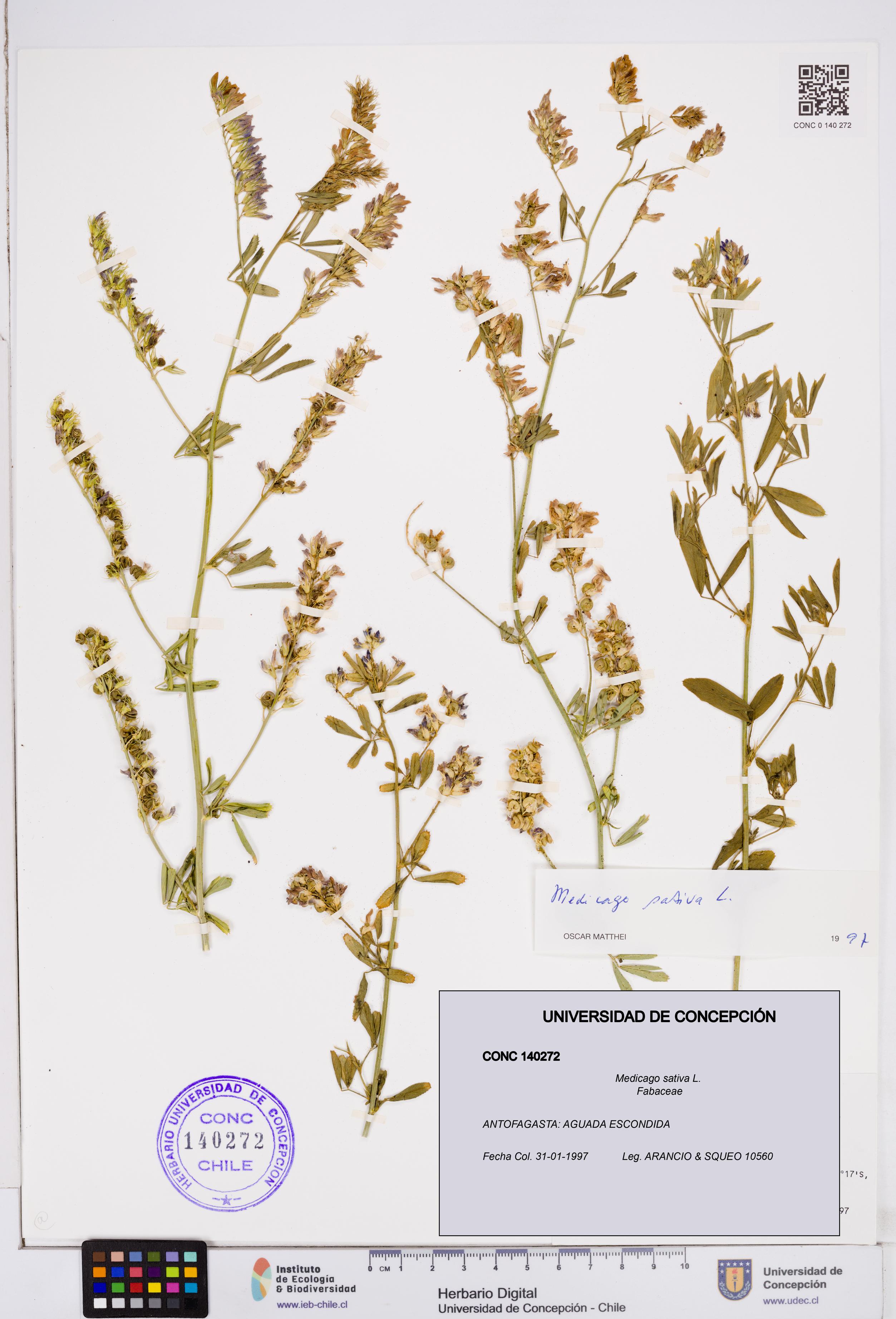 Medicago sativa [Espécimen: ]