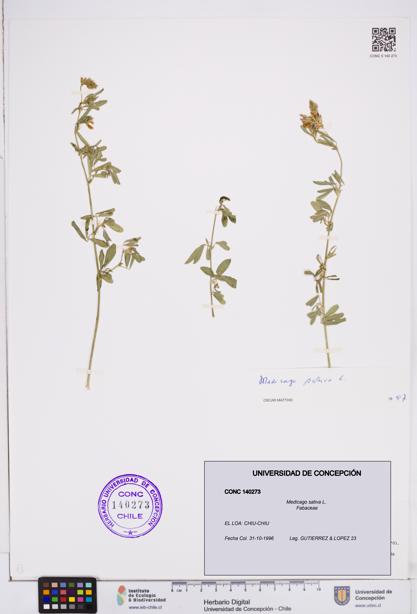 Medicago sativa [Espécimen: ]