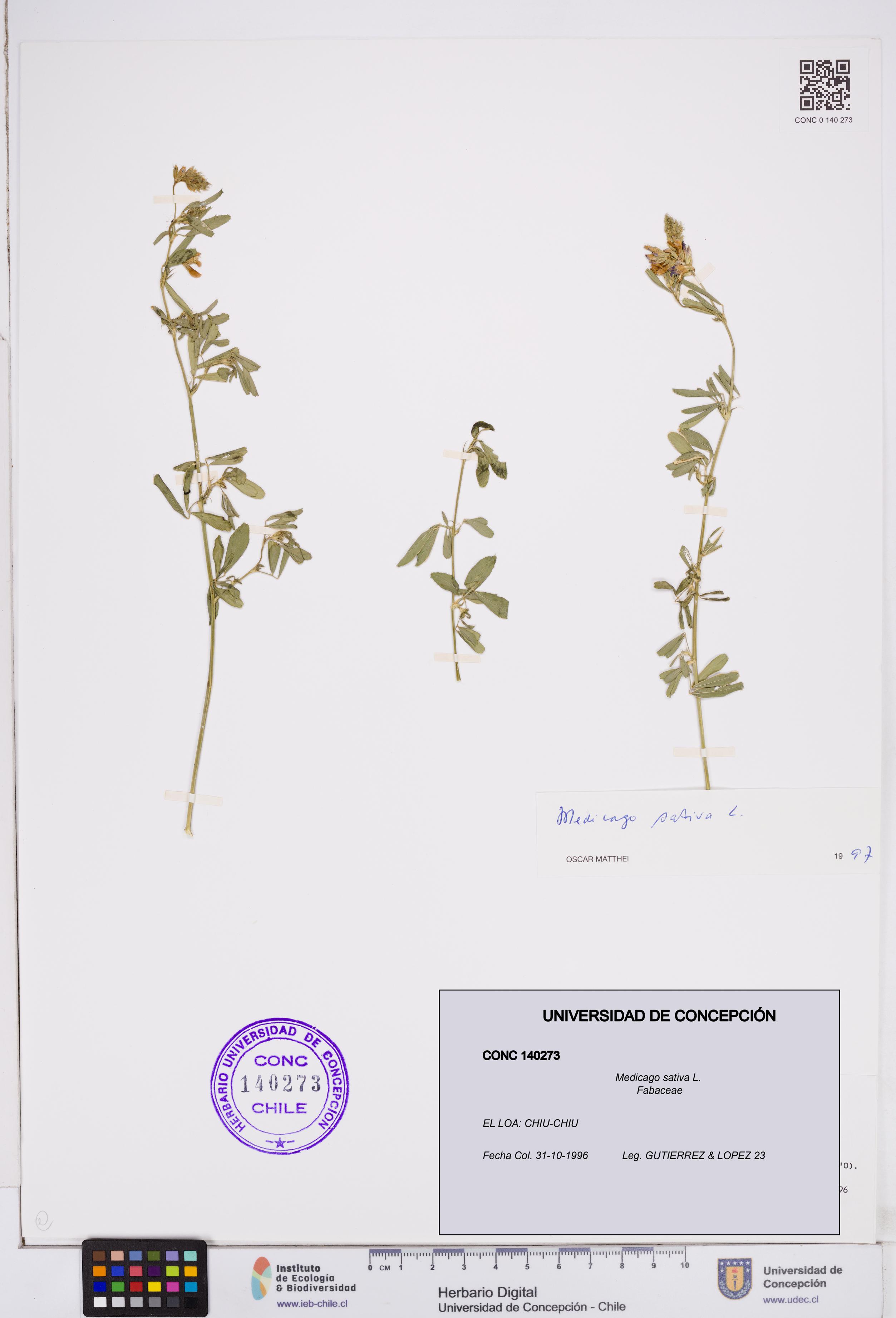 Medicago sativa [Espécimen: ]