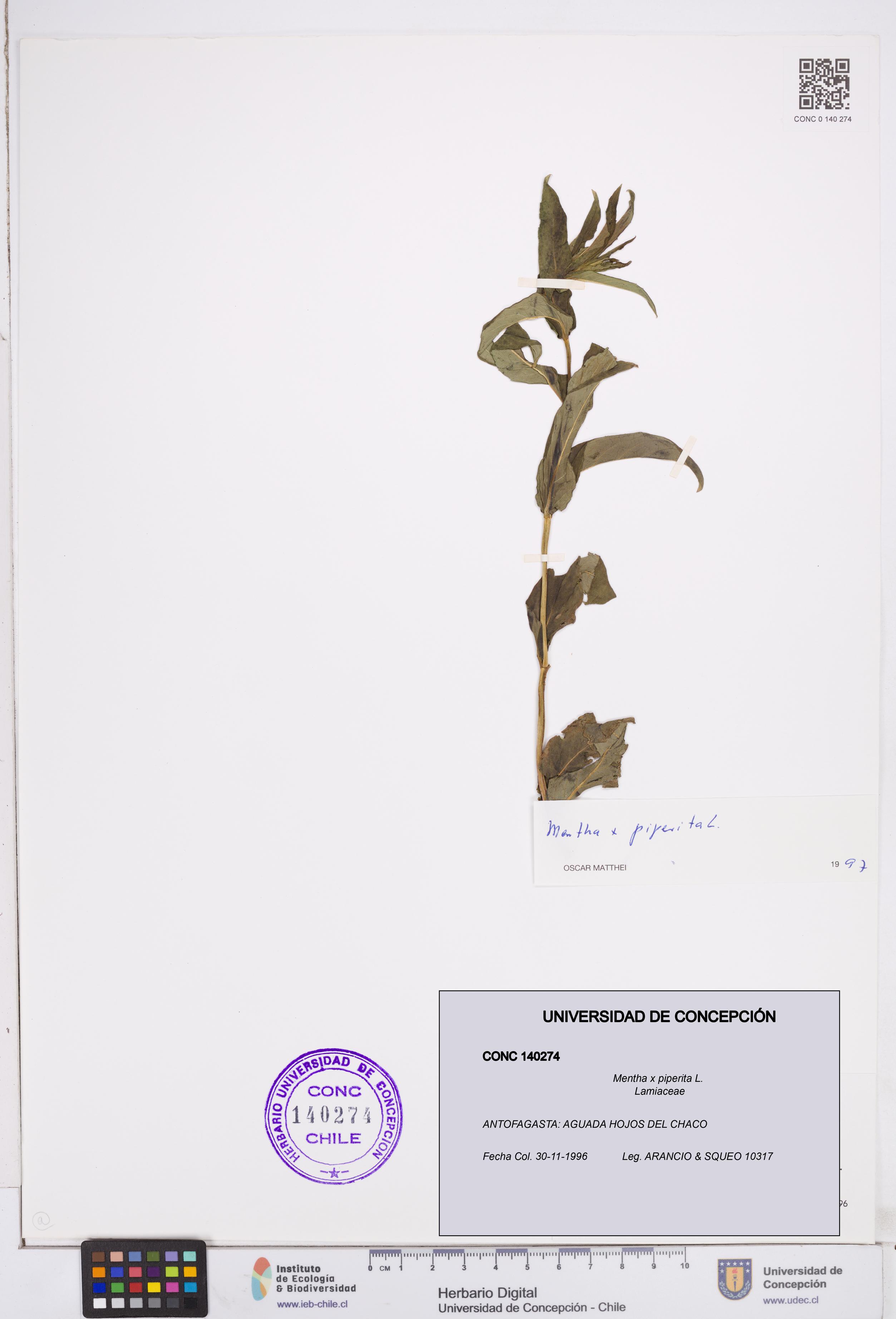 Mentha x piperita [Espécimen: ]