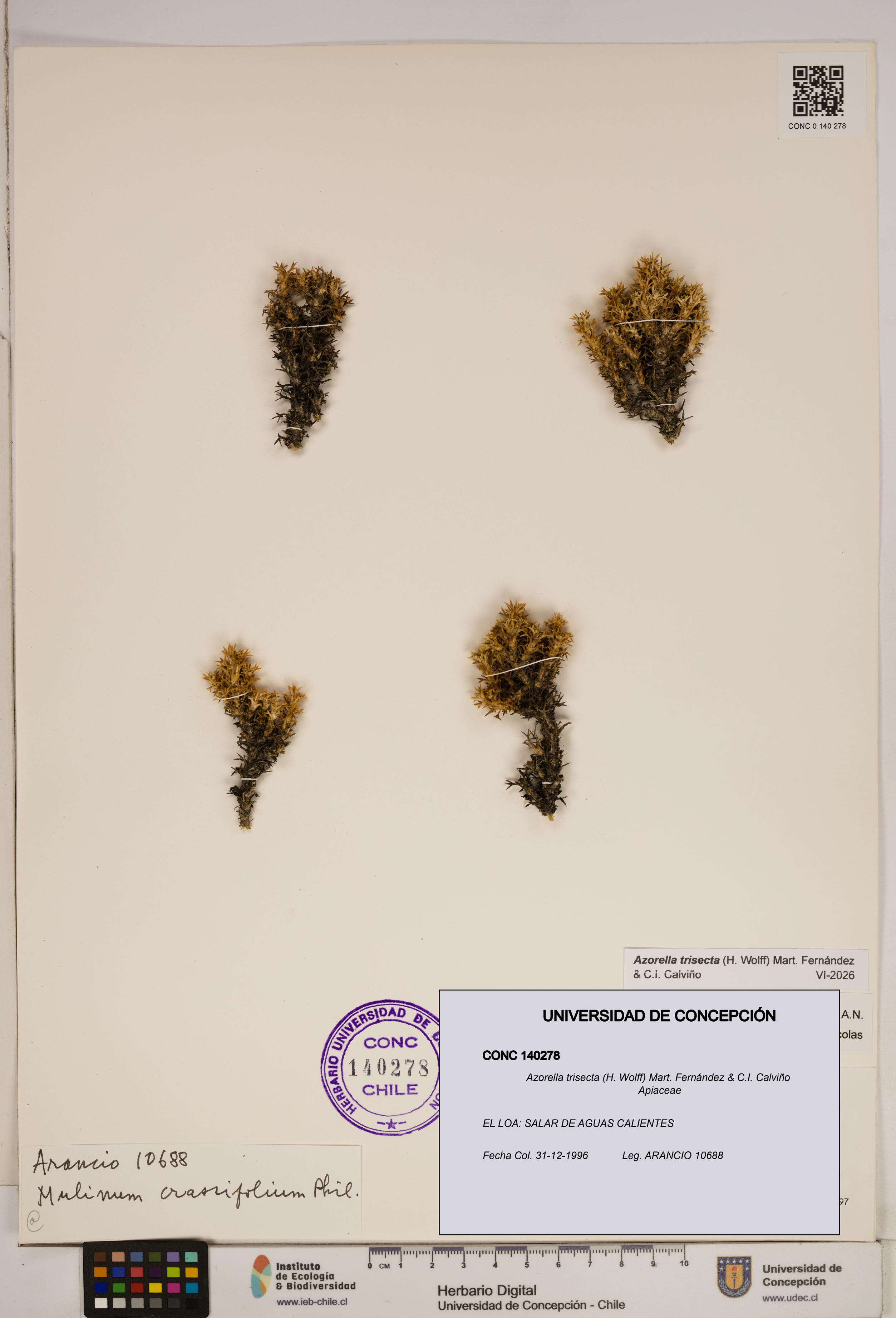 Azorella trisecta [Espécimen: ]