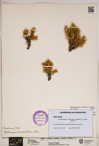 Azorella trisecta [Espécimen: ]