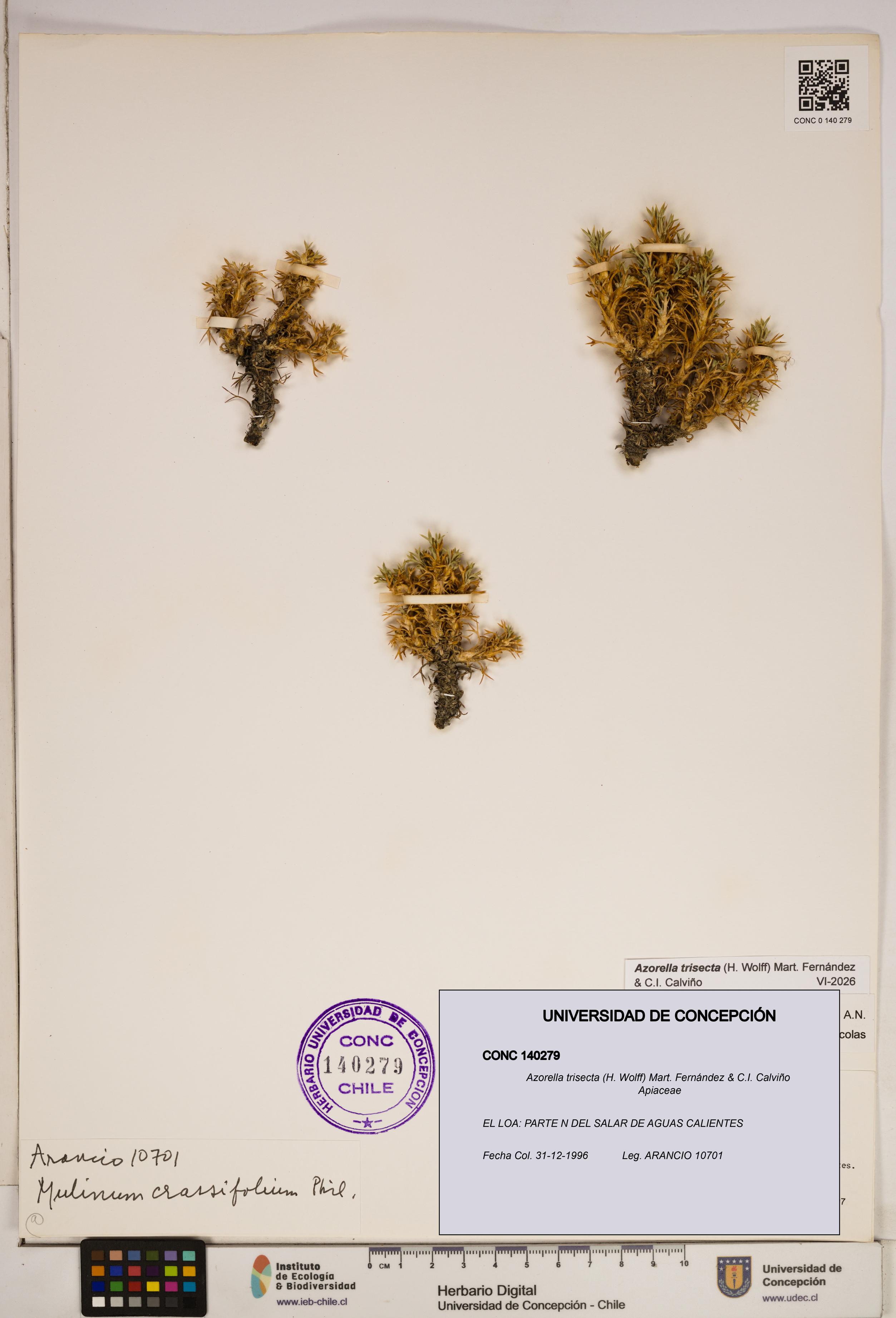 Azorella trisecta [Espécimen: ]