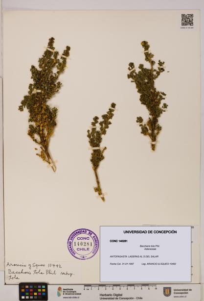 Baccharis tola [Espécimen: UDEC:CONC:0140281]