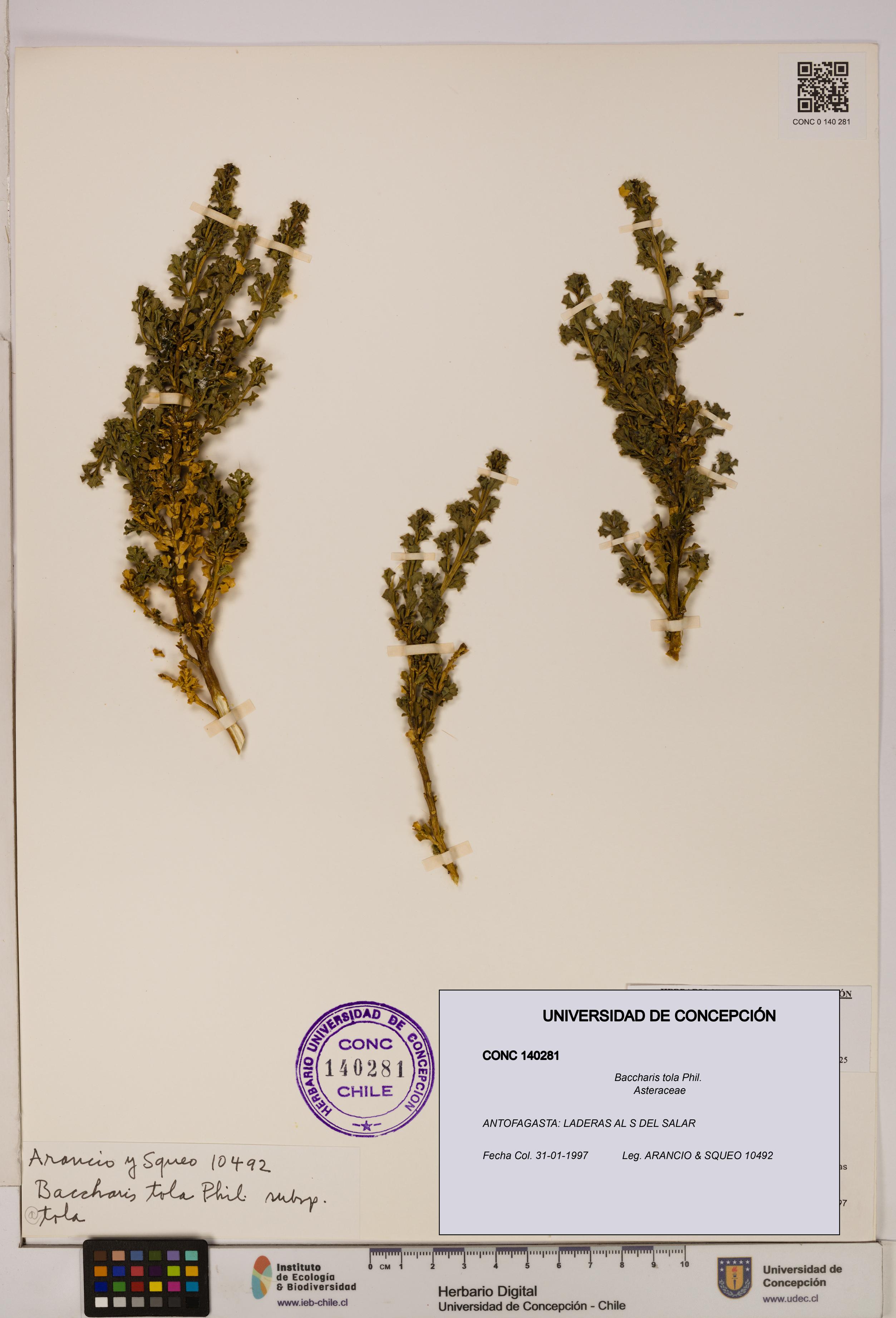 Baccharis tola [Espécimen: UDEC:CONC:0140281]