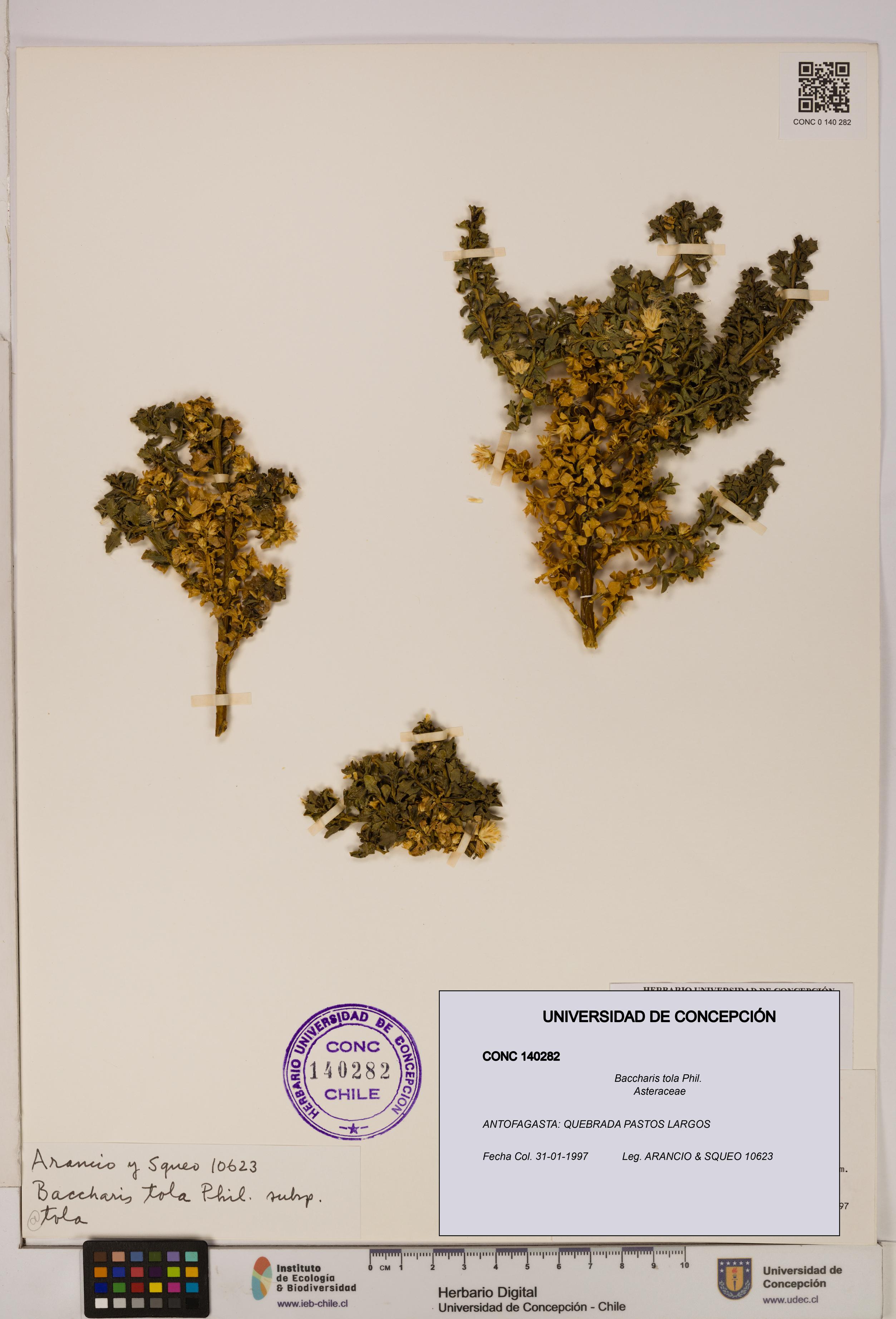 Baccharis tola [Espécimen: UDEC:CONC:0140282]
