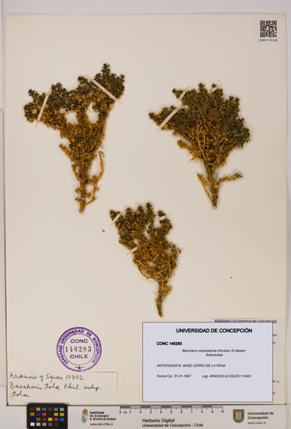 Baccharis tola [Espécimen: UDEC:CONC:0140283]