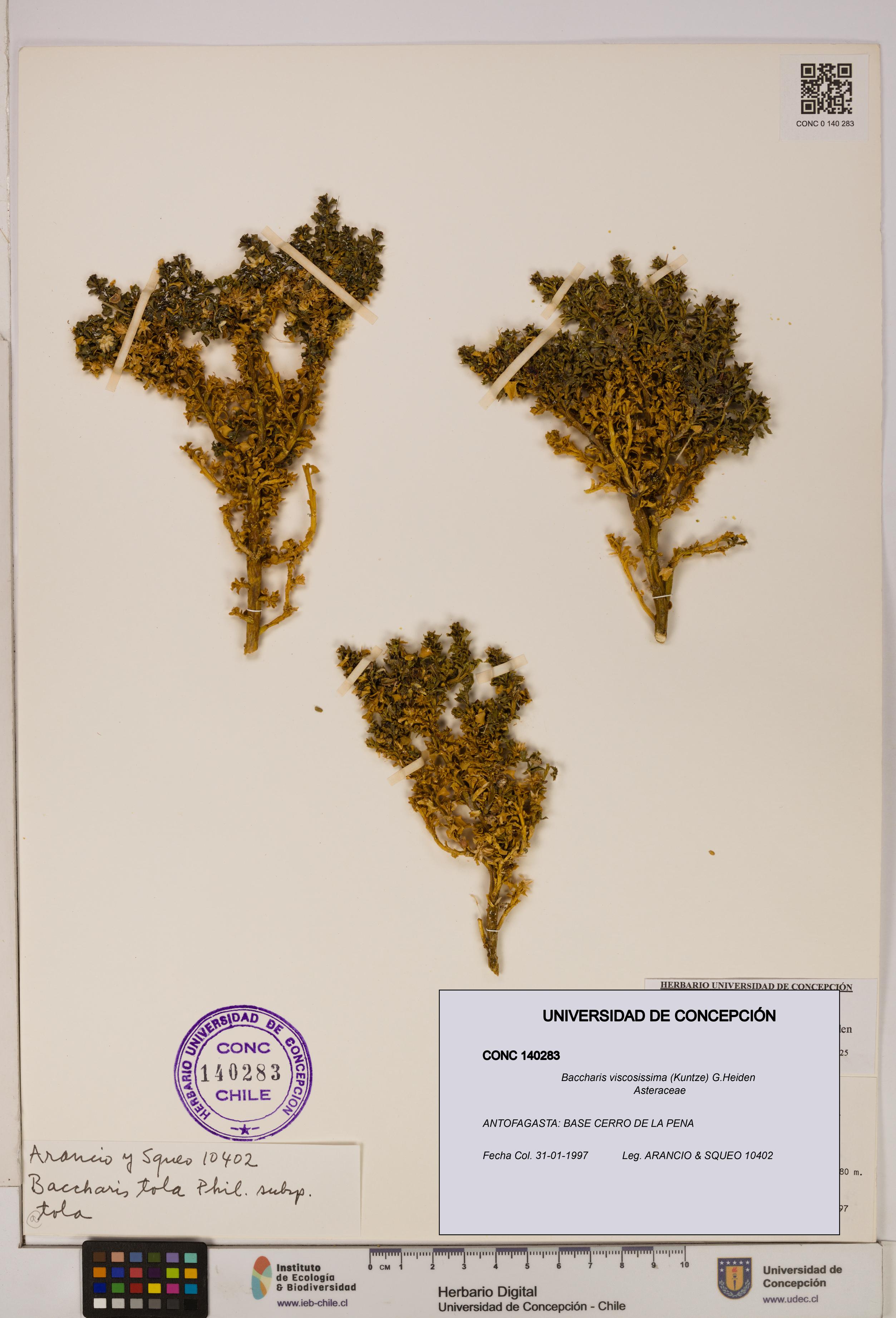 Baccharis tola [Espécimen: UDEC:CONC:0140283]