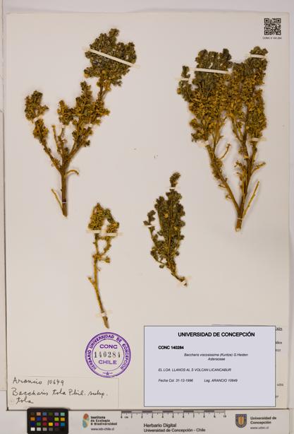 Baccharis tola [Espécimen: UDEC:CONC:0140284]