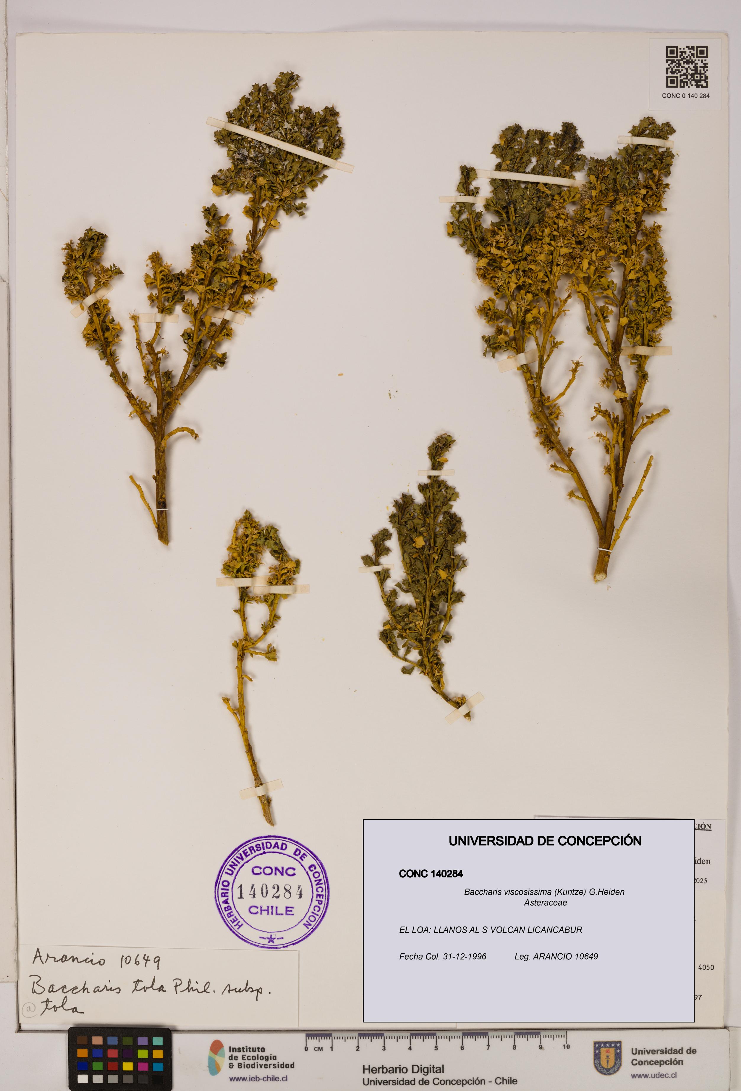 Baccharis tola [Espécimen: UDEC:CONC:0140284]