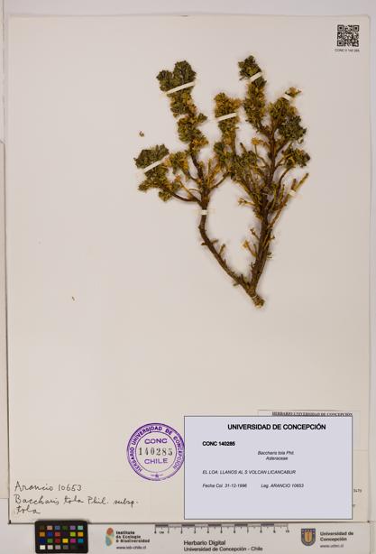 Baccharis tola [Espécimen: UDEC:CONC:0140285]