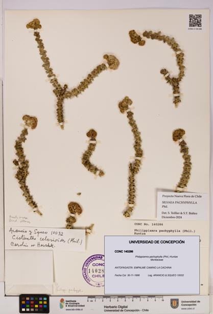 Philippiamra pachyphylla [Espécimen: ]