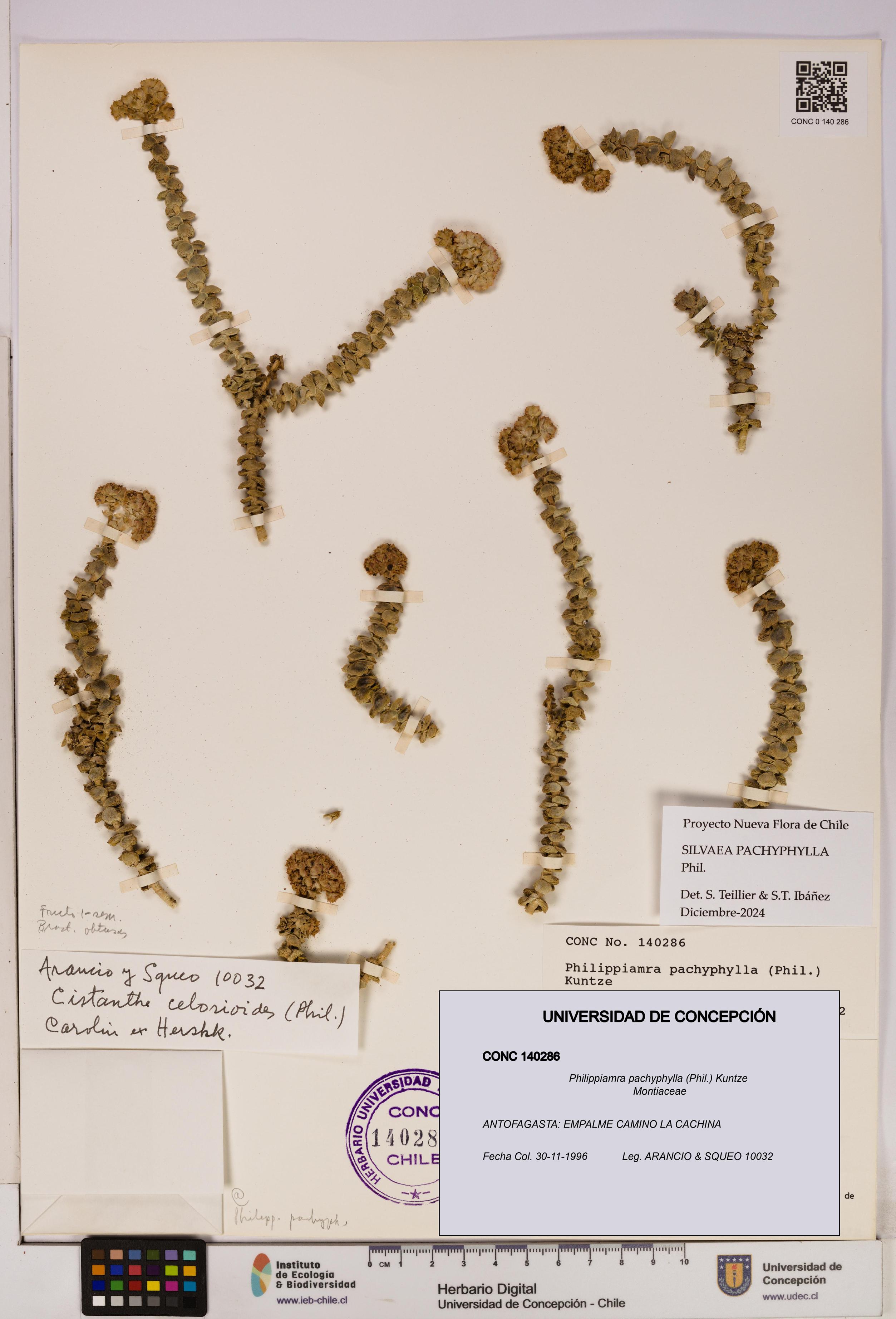 Philippiamra pachyphylla [Espécimen: ]