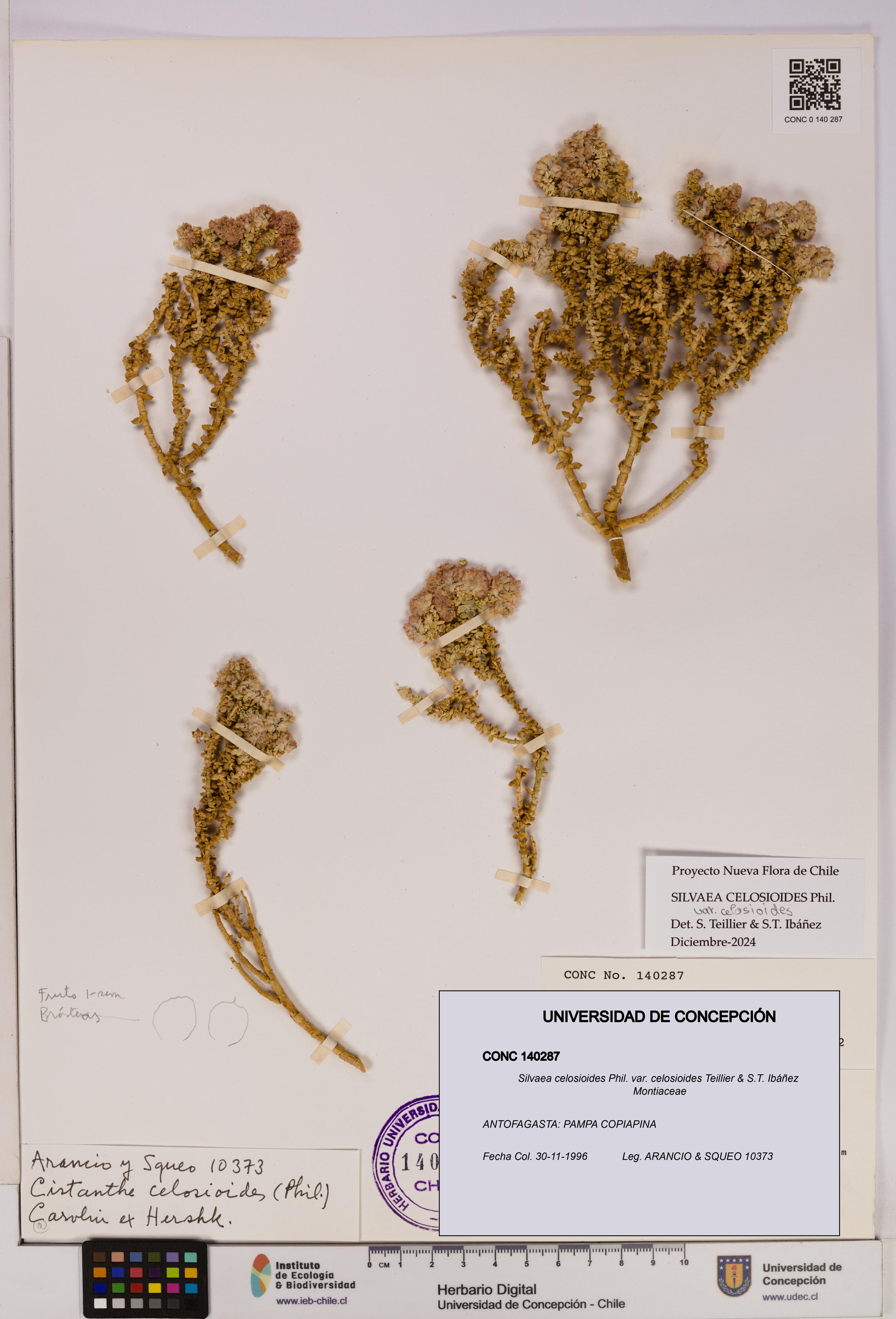 Silvaea celosioides var. celosioides [Espécimen: UDEC:CONC:0140287]