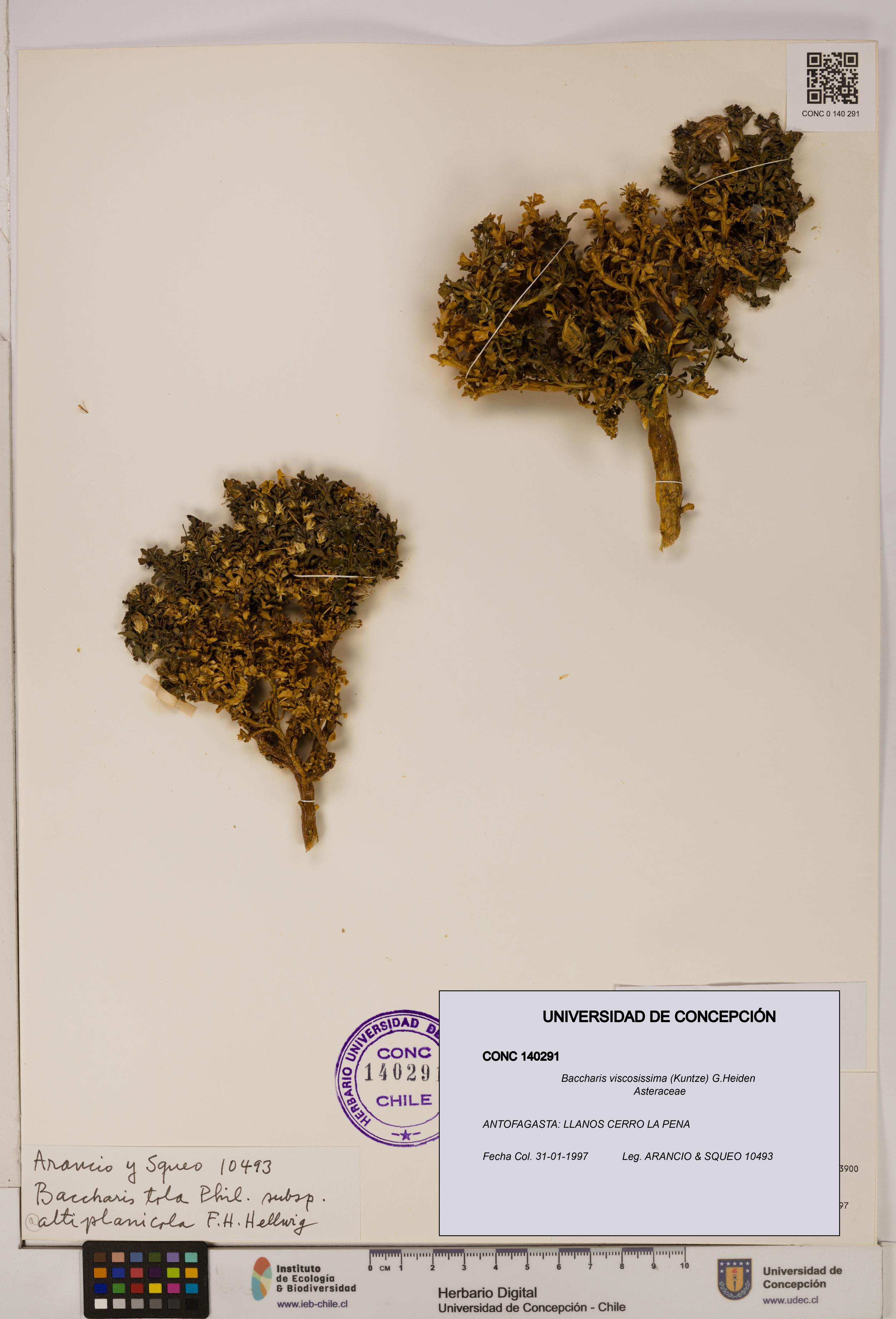 Baccharis tola [Espécimen: UDEC:CONC:0140291]