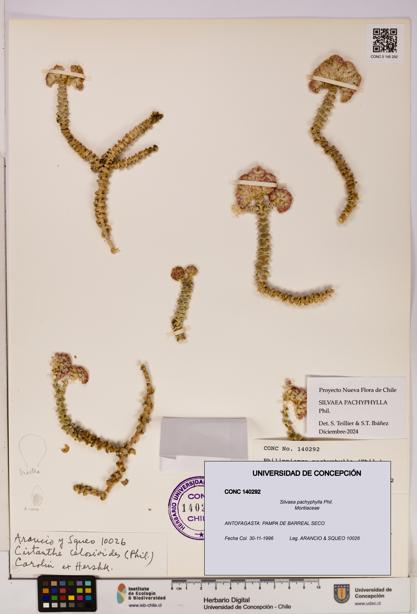 Silvaea pachyphylla [Espécimen: UDEC:CONC:0140292]