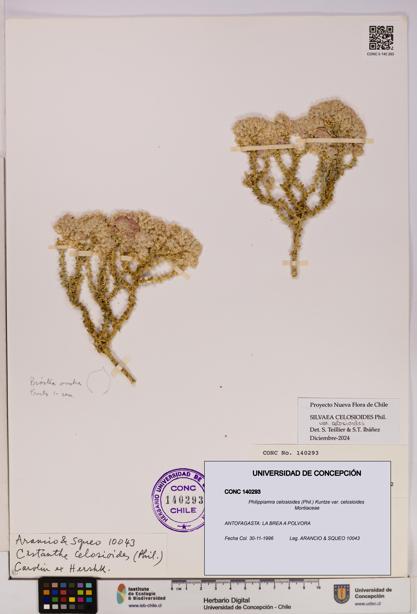 Philippiamra celosioides [Espécimen: ]