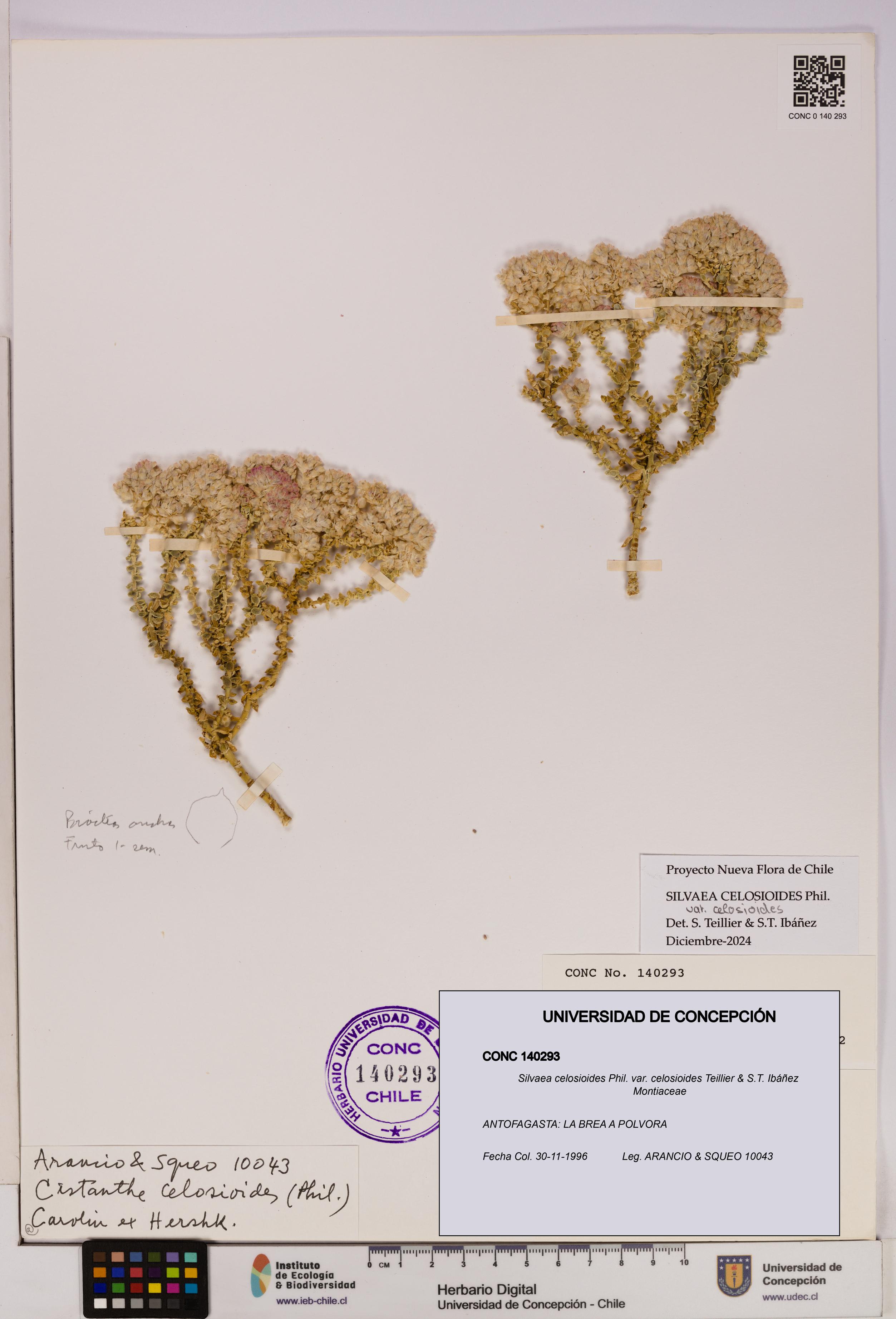 Silvaea celosioides var. celosioides [Espécimen: UDEC:CONC:0140293]