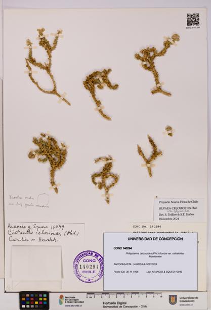Philippiamra celosioides var. celosioides [Espécimen: ]