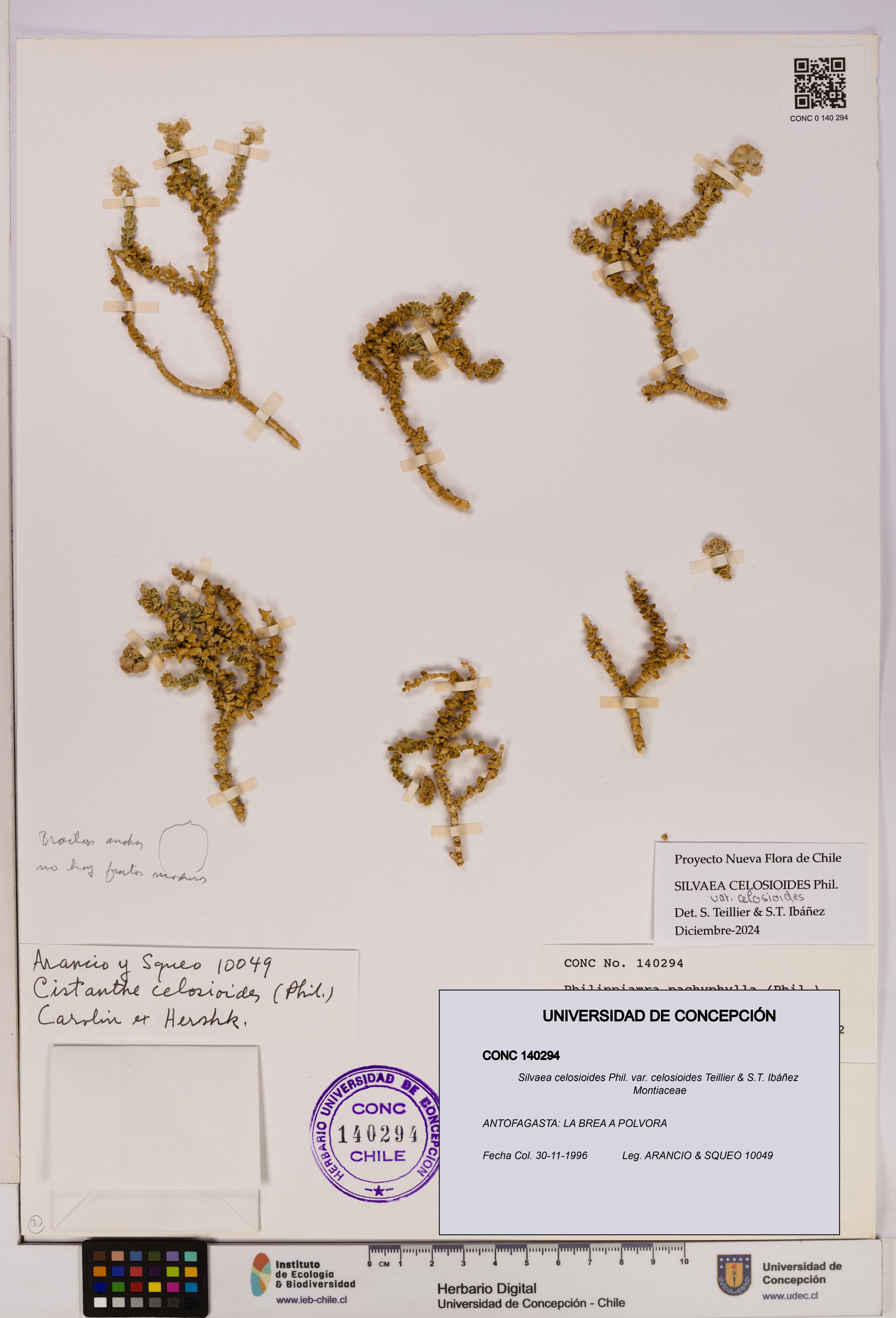 Silvaea celosioides var. celosioides [Espécimen: UDEC:CONC:0140294]