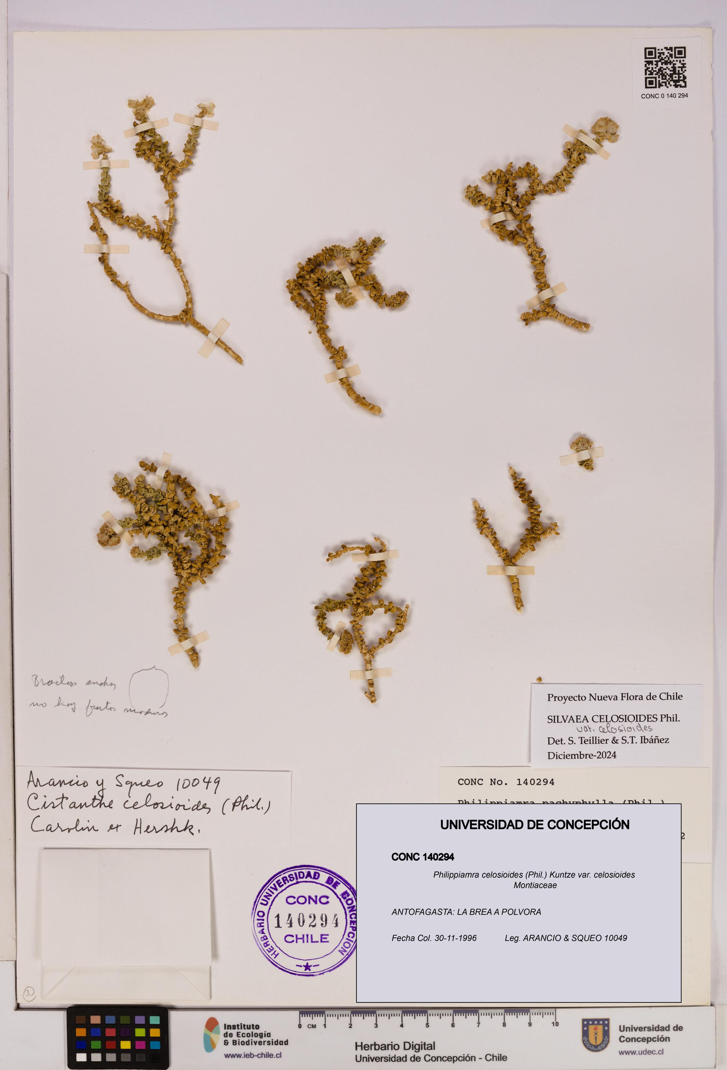 Philippiamra celosioides var. celosioides [Espécimen: ]