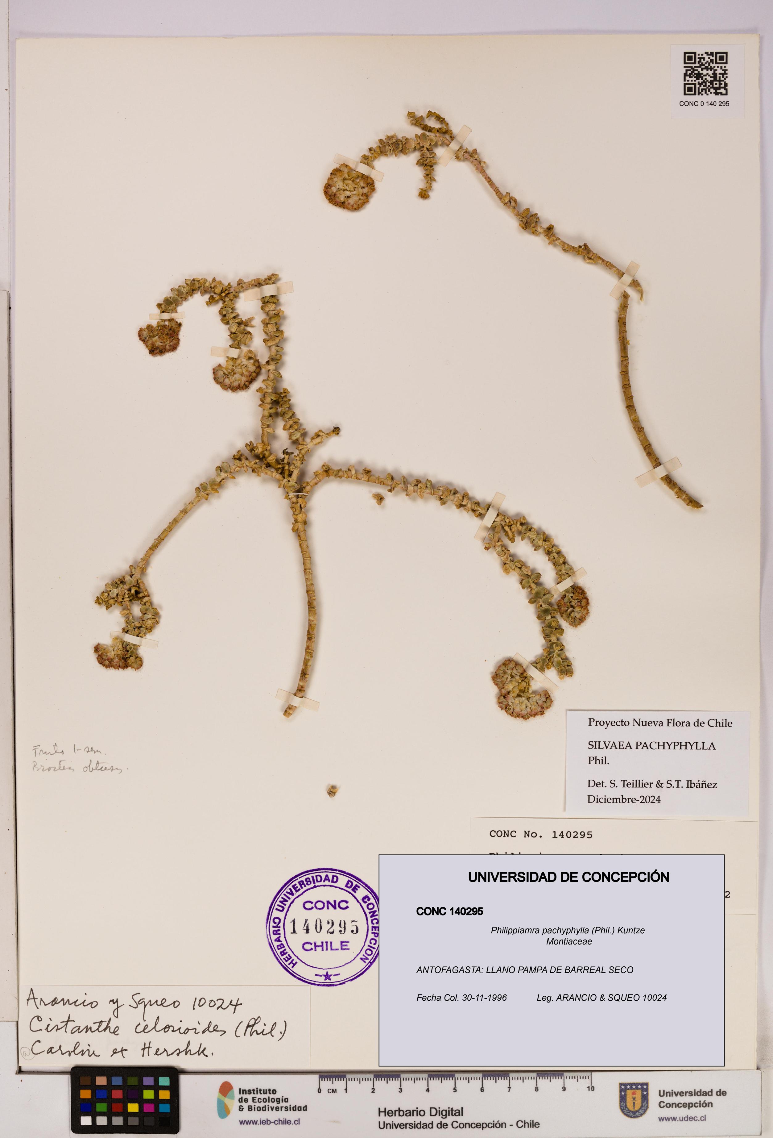 Philippiamra pachyphylla [Espécimen: ]