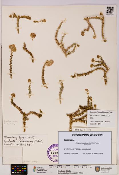 Philippiamra pachyphylla [Espécimen: ]