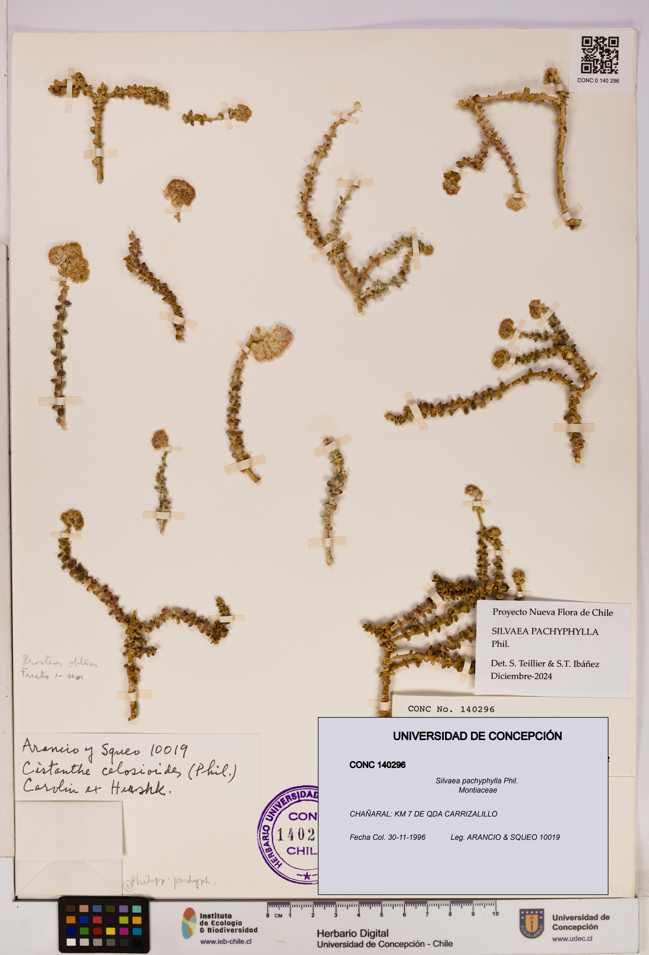 Silvaea pachyphylla [Espécimen: UDEC:CONC:0140296]