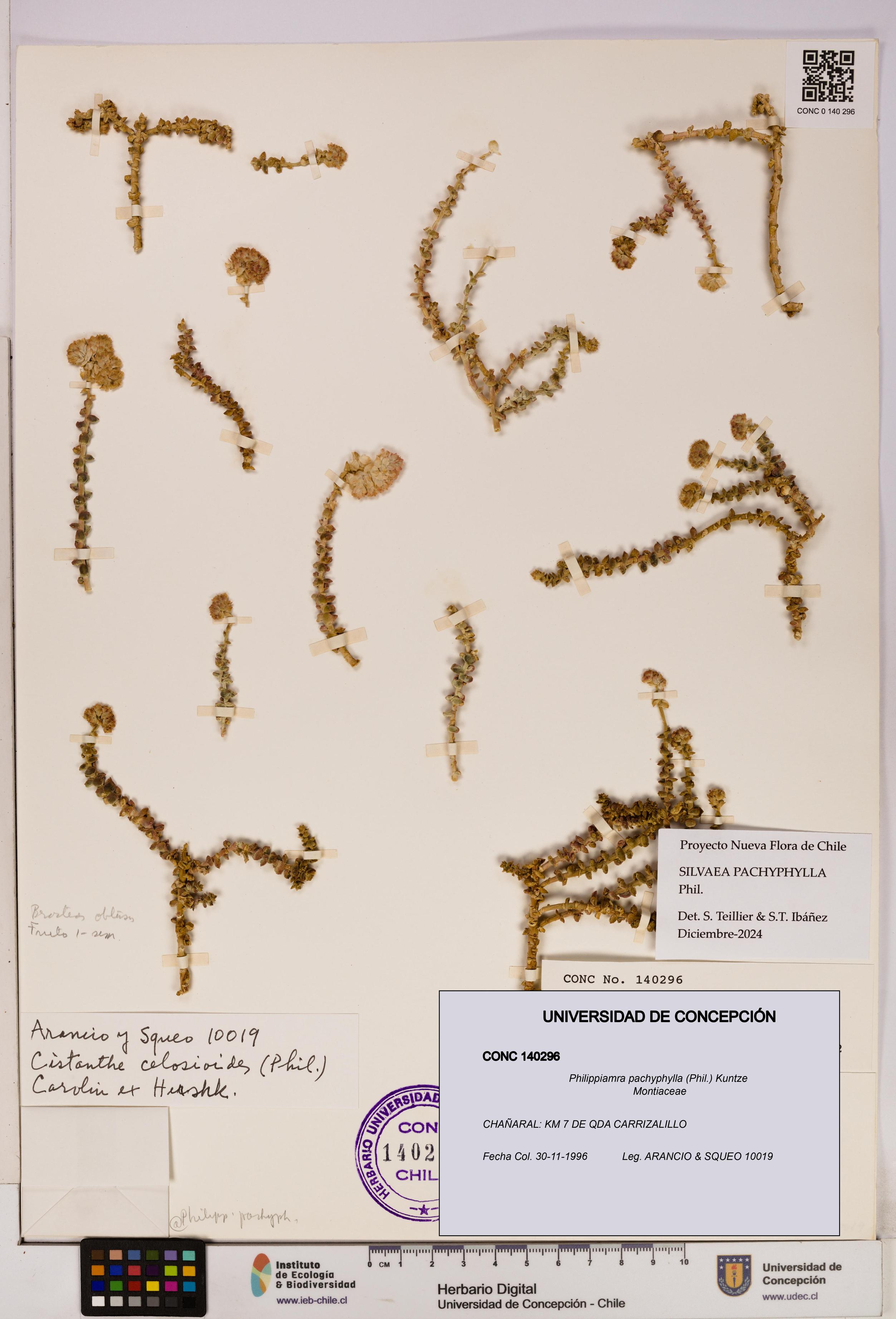 Philippiamra pachyphylla [Espécimen: ]