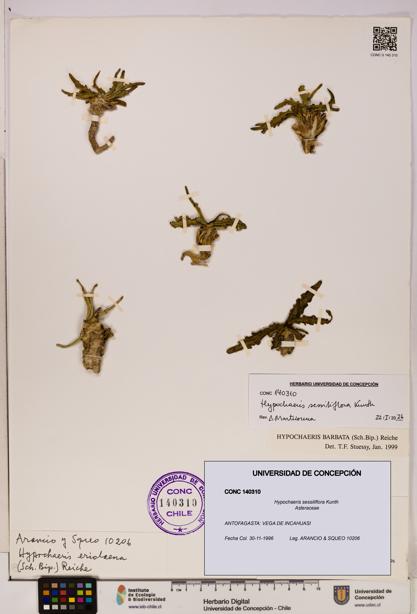 Hypochaeris sessiliflora [Espécimen: UDEC:CONC:0140310]